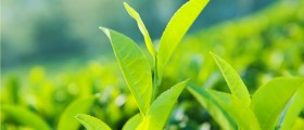 Does Green Tea Really Help Treat Multiple Sclerosis Symptoms?